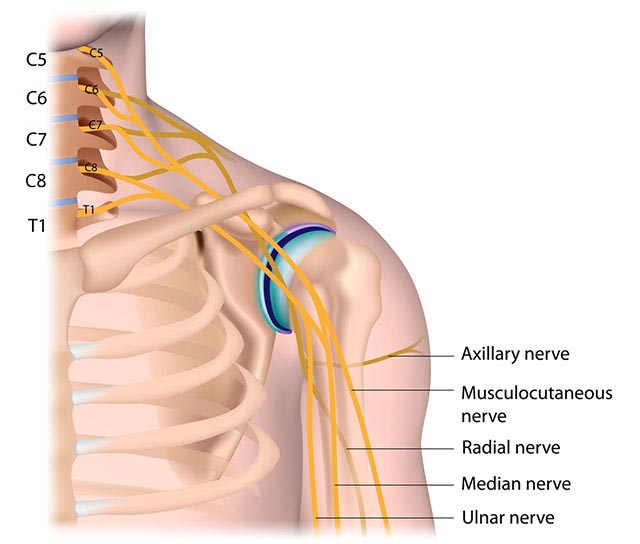 Brachial Plexus anatomy